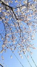 中野桜まつり.JPG