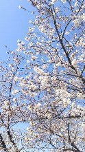 中野桜まつり1.JPG