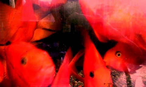 写真・赤い魚2.jpg