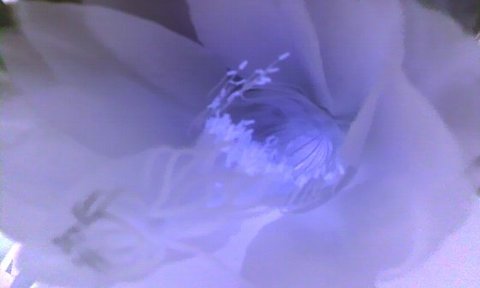 写真・青いしべの花.jpg
