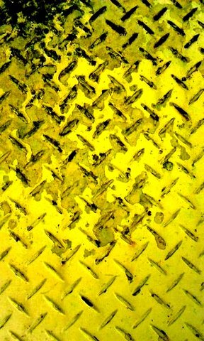 写真・黄色い金属板.jpg
